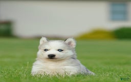 Gerberian Shepsky dogs for sale: Romeo - Image 15