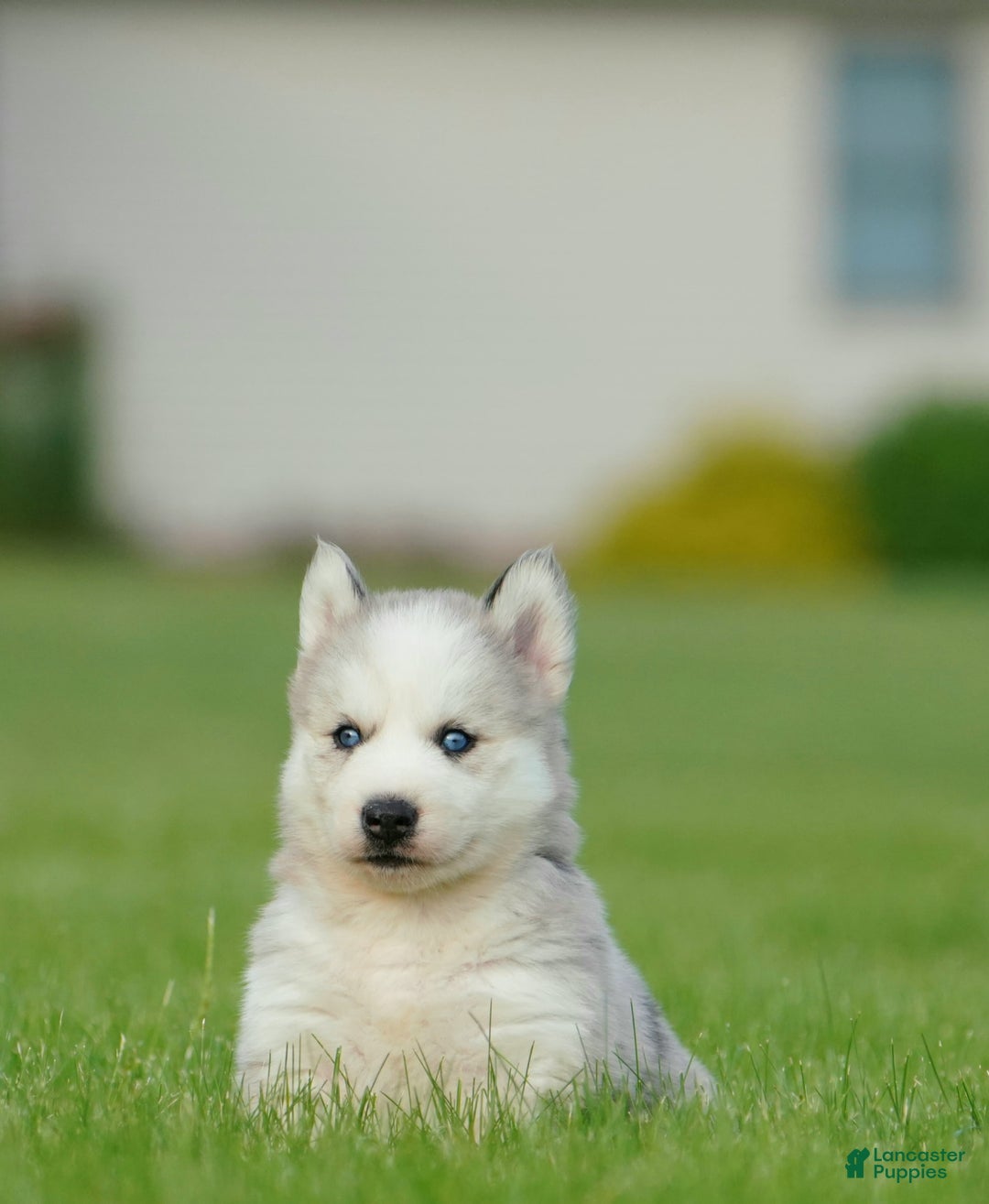 Gerberian Shepsky dogs for sale: Romeo - Image 15