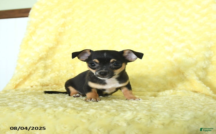 Chihuahua dogs for sale - Ad 1