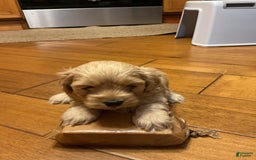 Cockapoo dogs for sale: Clyde - Image 3