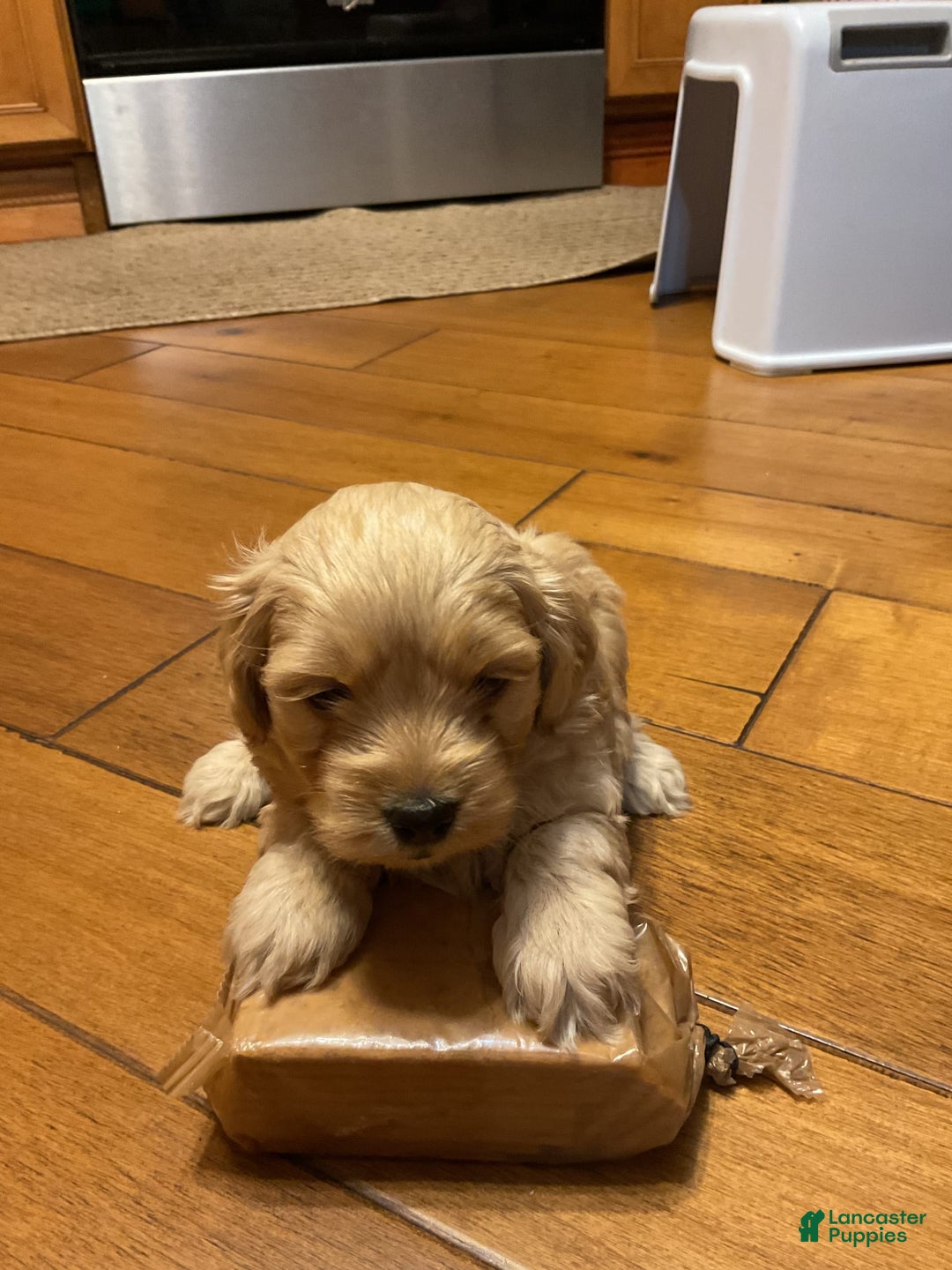 Cockapoo dogs for sale: Clyde - Image 3
