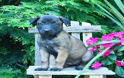 Belgian Malinois dogs for sale: Belgian Malinois 9 puppies - Image 11