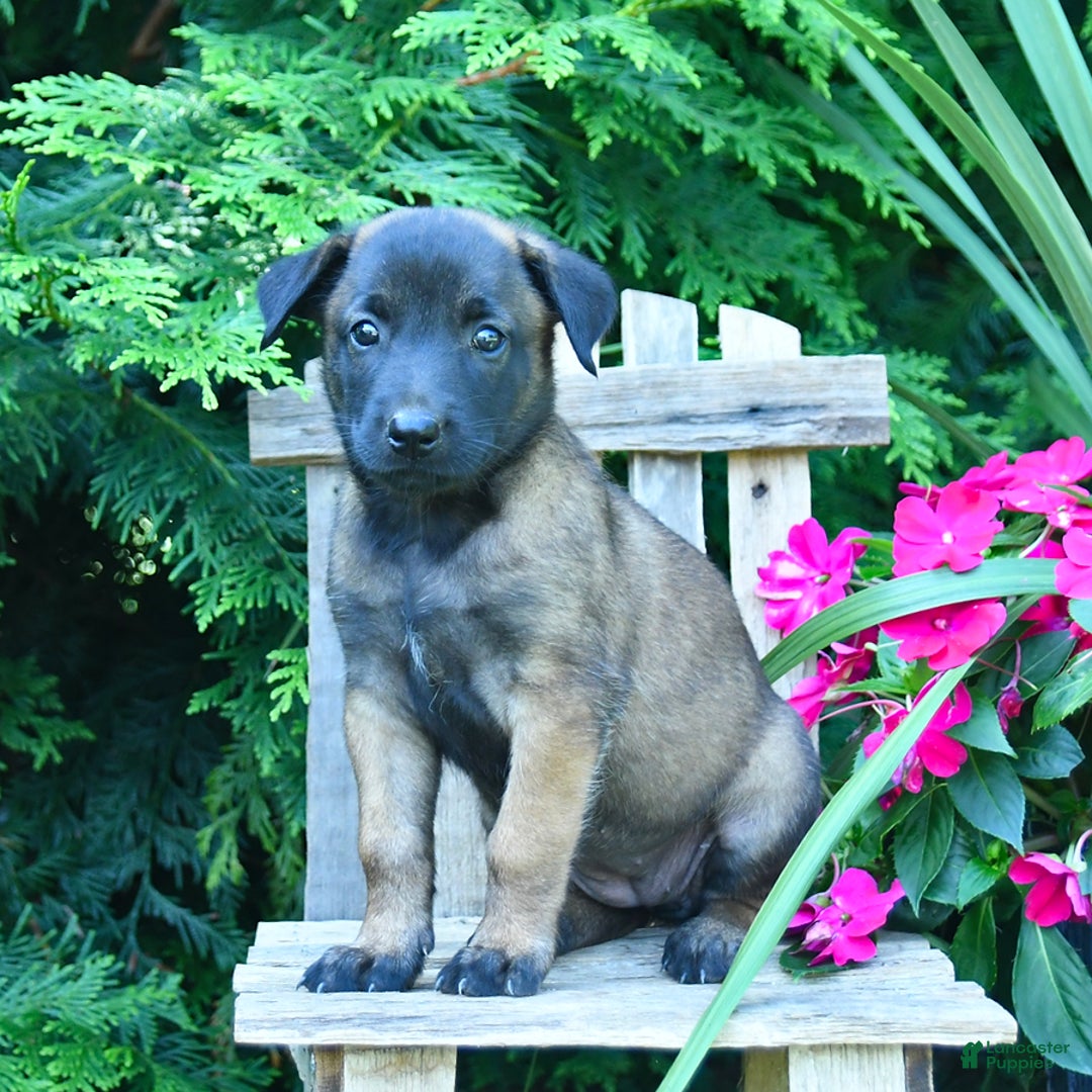 Belgian Malinois dogs for sale: Belgian Malinois 9 puppies - Image 11