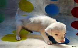 Border Collie dogs for sale: Hissy - Image 31