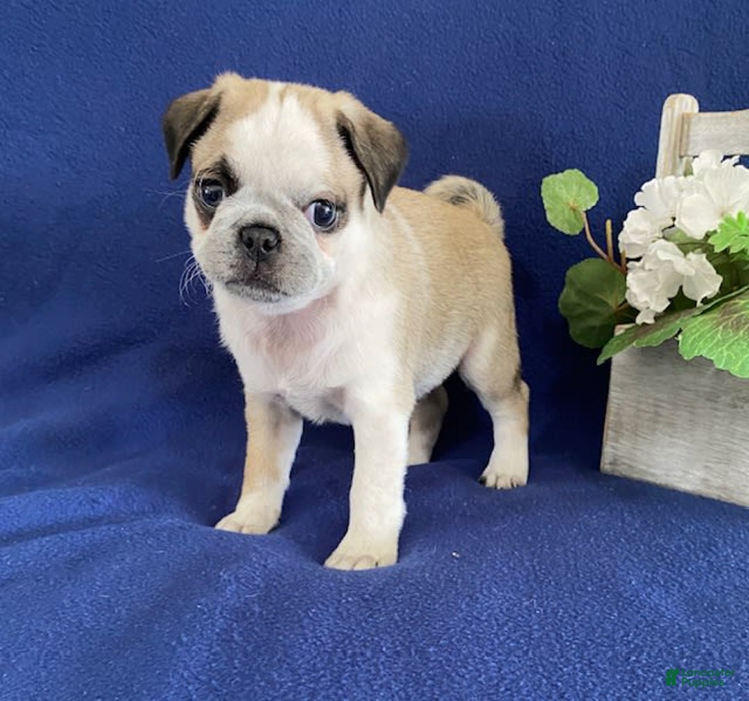Pug dogs for sale: Danny - Image 2