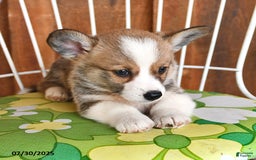 Welsh Corgi Pembroke dogs for sale: Scotty - Image 3