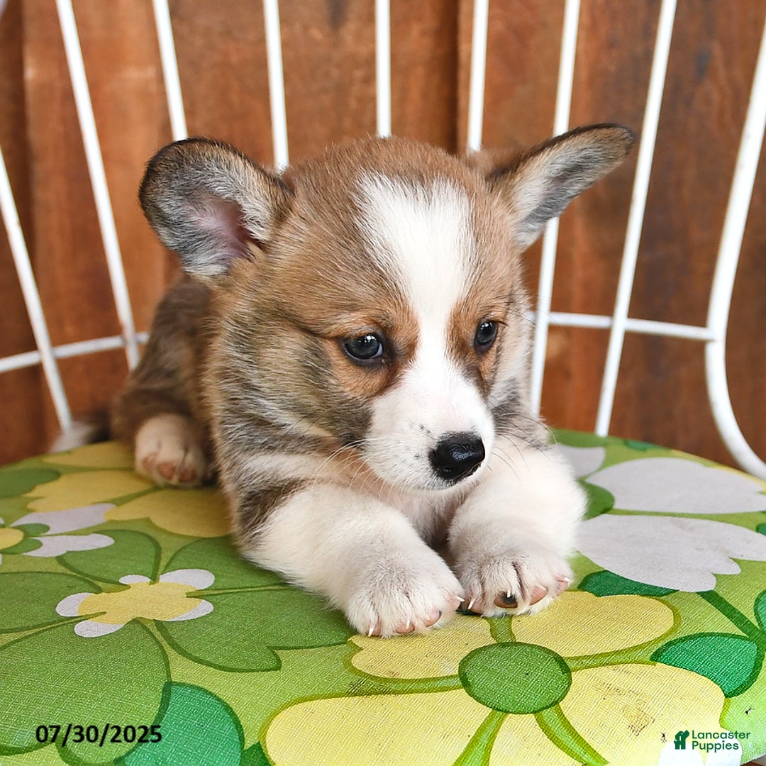 Welsh Corgi Pembroke dogs for sale: Scotty - Image 3