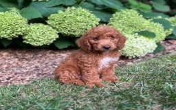 Mini Goldendoodle dogs for sale: Pebbles - Image 1