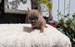 French Bulldog dogs for sale: Tessa - Image 10