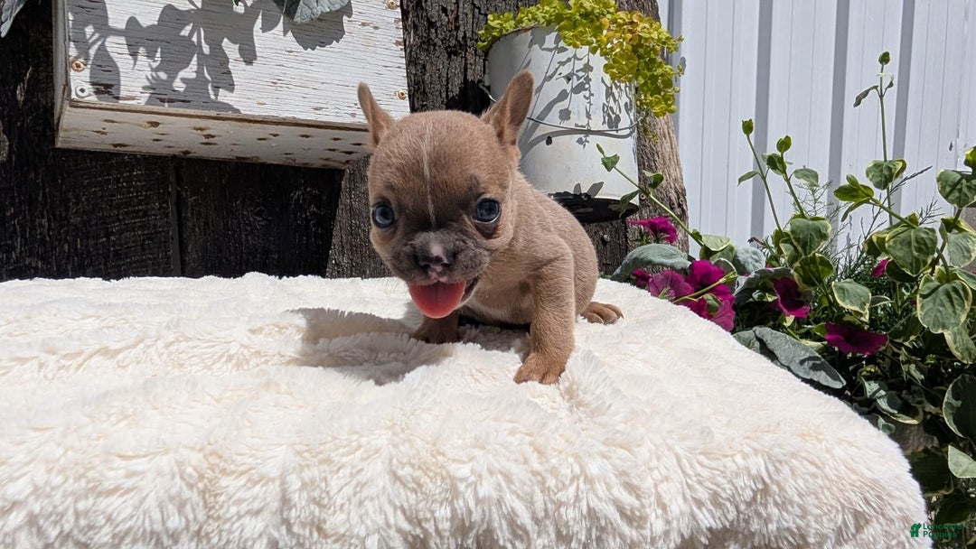 French Bulldog dogs for sale: Tessa - Image 10