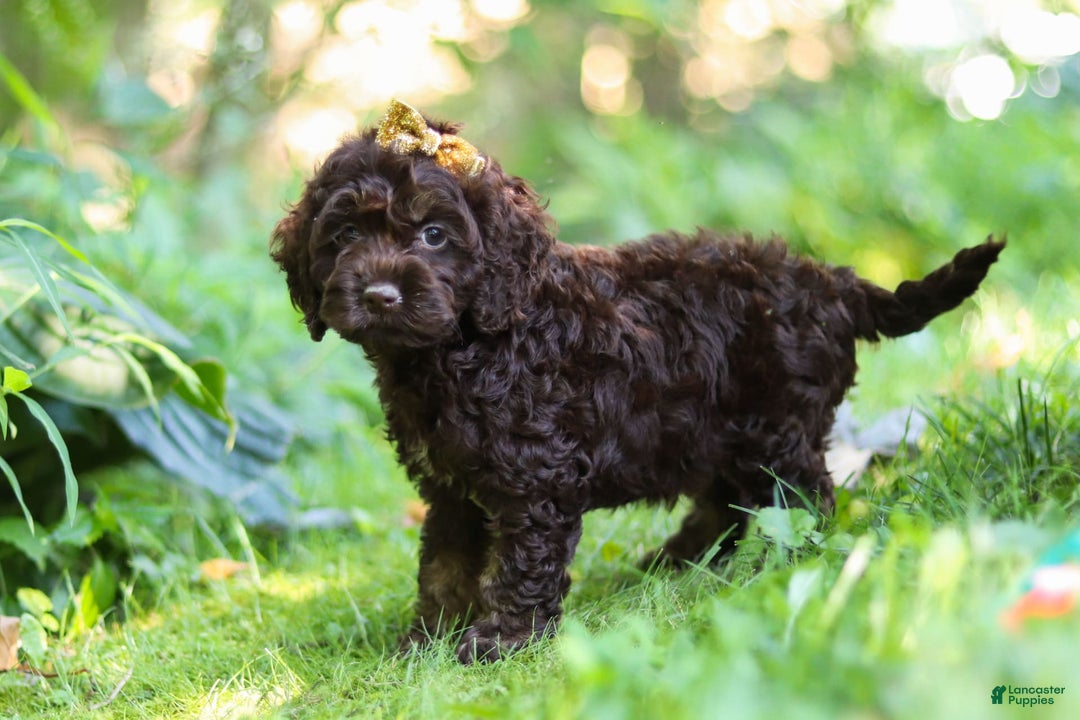 Cockapoo dogs for sale: Akira - Image 12