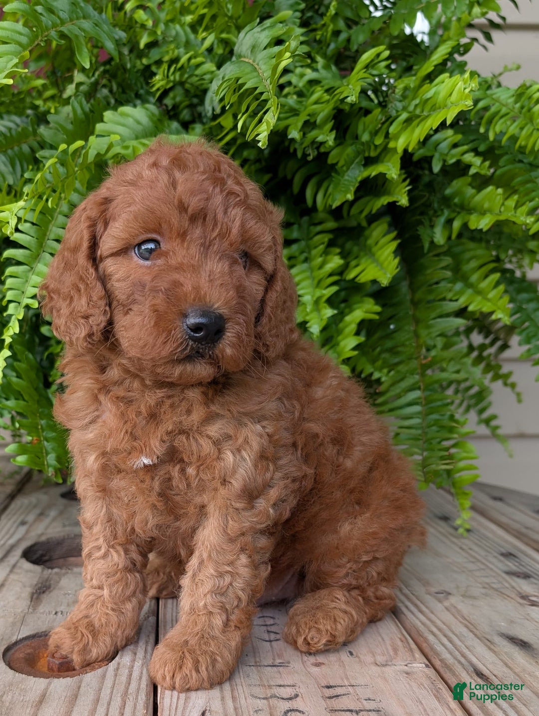 Mini Goldendoodle dogs for sale: Mini -kobe - Image 34
