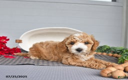 Toy Poodle dogs for sale: Snickers - Image 5