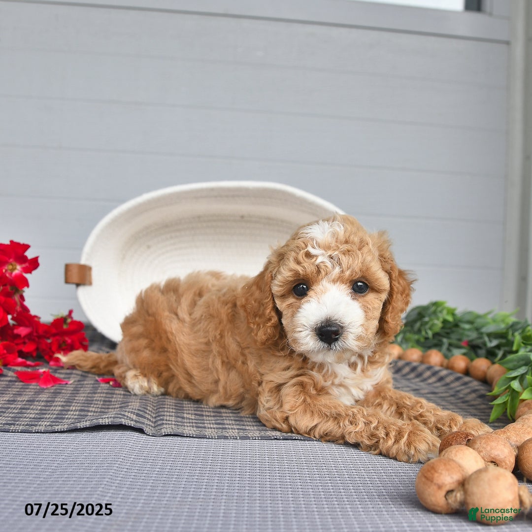 Toy Poodle dogs for sale: Snickers - Image 5