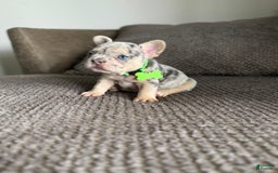 French Bulldog dogs for sale: Peewee - Image 8