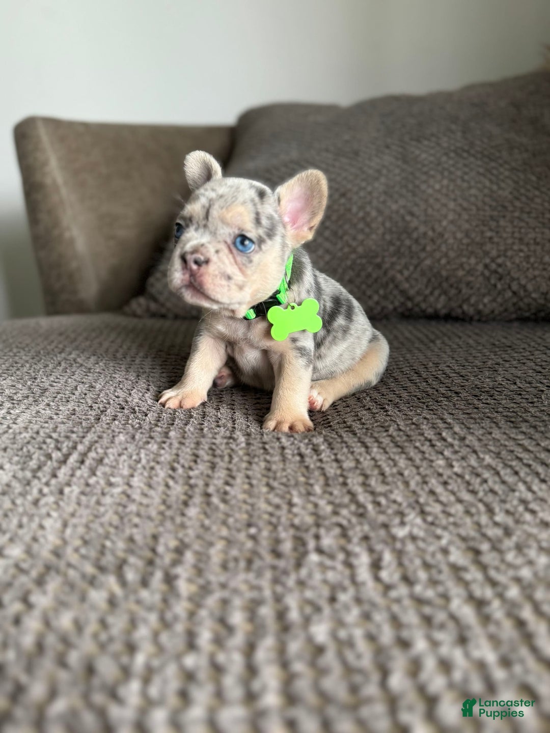 French Bulldog dogs for sale: Peewee - Image 8
