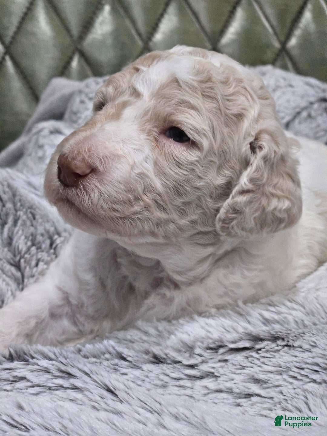 Standard Poodle dogs for sale: Churro - Image 3