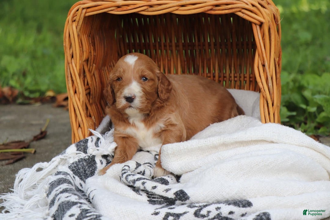 Irish Doodle dogs for sale: Finch - Image 1