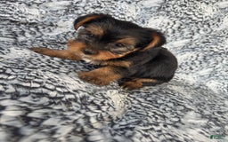 Morkie dogs for sale: Rodney - Image 3
