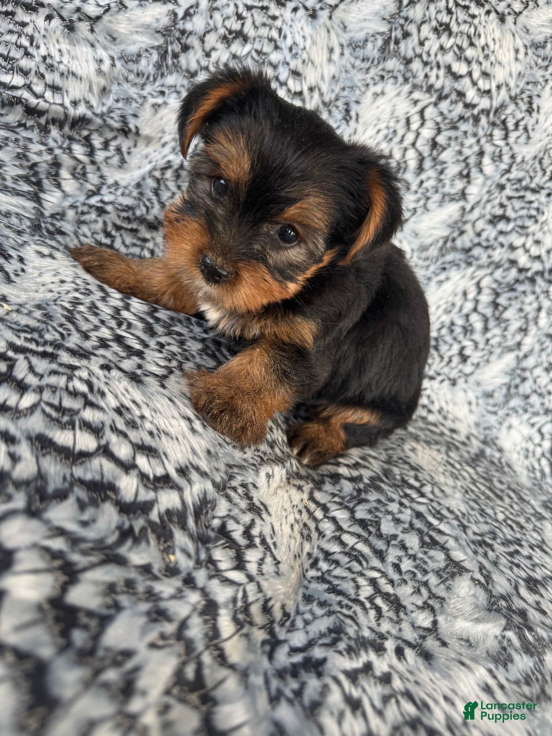 Morkie dogs for sale: Rodney - Image 3