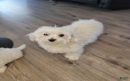 Maltese dogs for sale: Pepe - Image 15