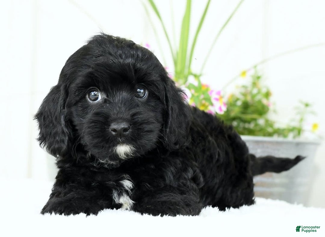 Cavapoo dogs for sale: Grizzly - Image 9