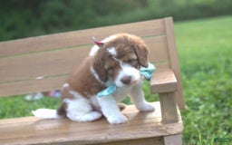 Bernedoodle dogs for sale: Ryder - Image 7