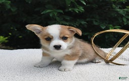 Welsh Corgi Pembroke dogs for sale: Nugget - Image 16