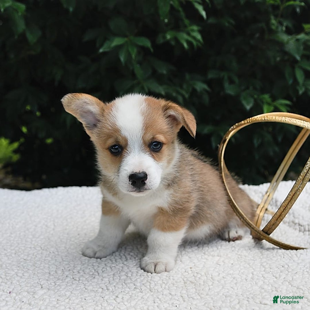 Welsh Corgi Pembroke dogs for sale: Nugget - Image 16