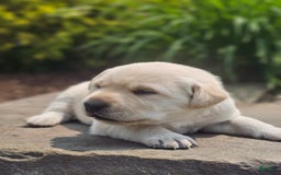 Labrador Retriever dogs for sale: Rileys Rosie - Image 14