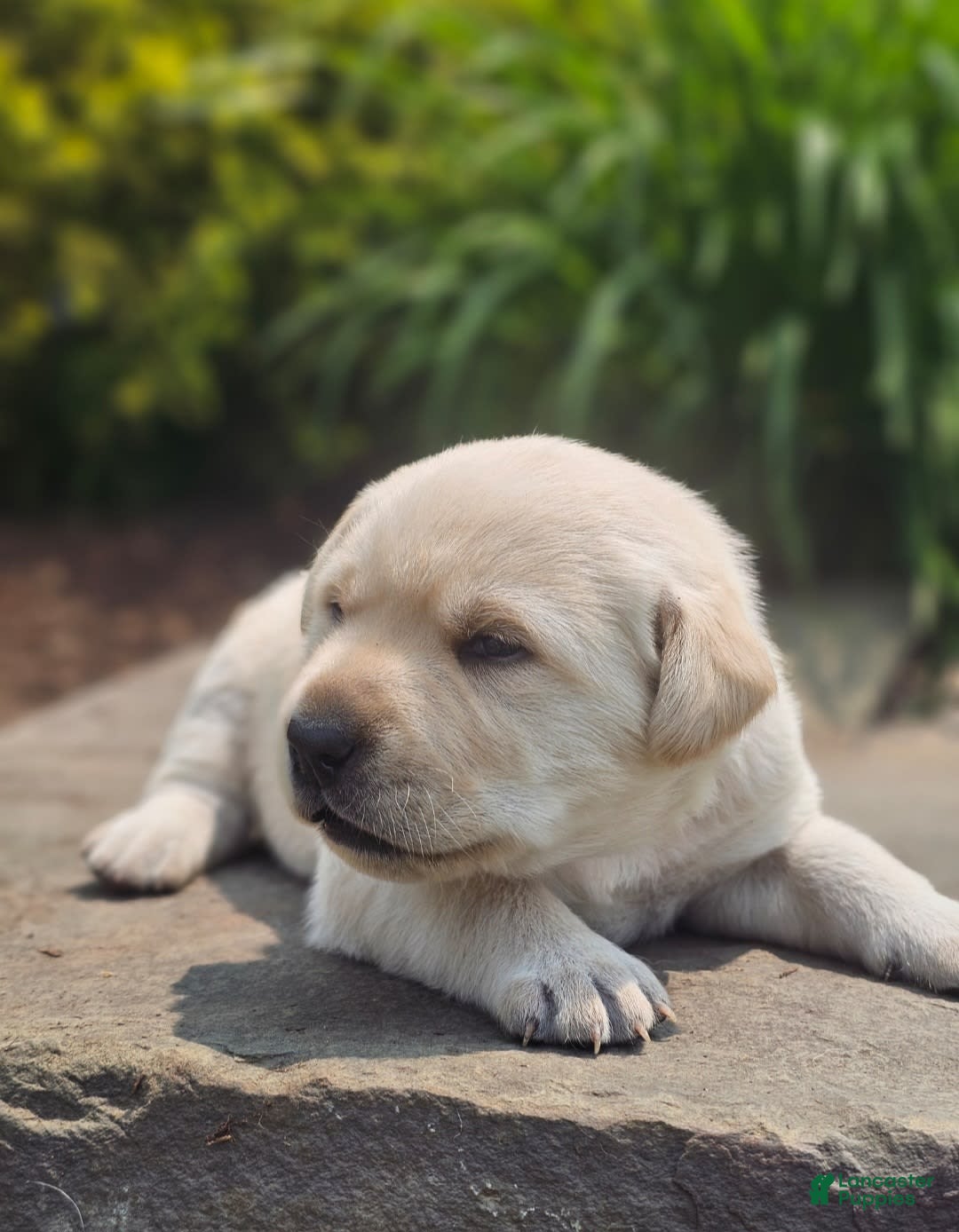 Labrador Retriever dogs for sale: Rileys Rosie - Image 14