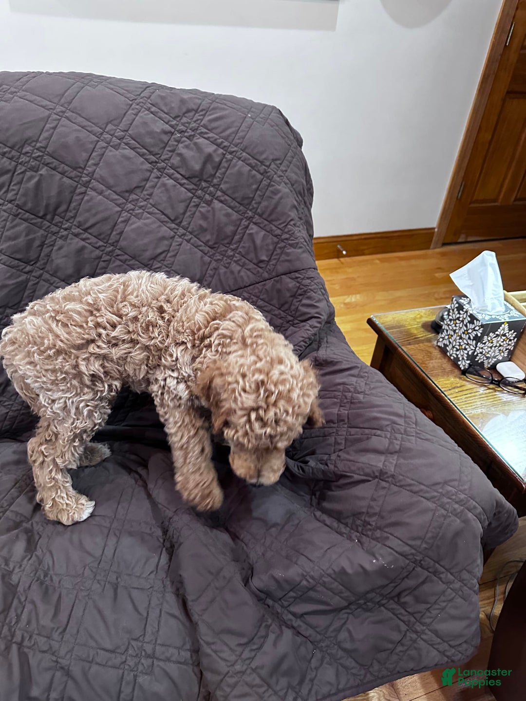 Standard Poodle dogs for sale: George Jefferson - Image 3