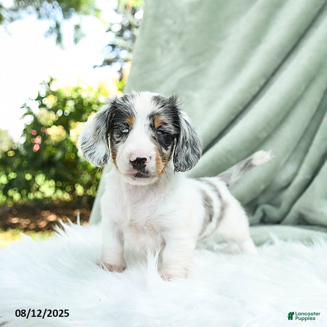 Miniature Dachshund dogs for sale: Parker Special Needs - Image 5