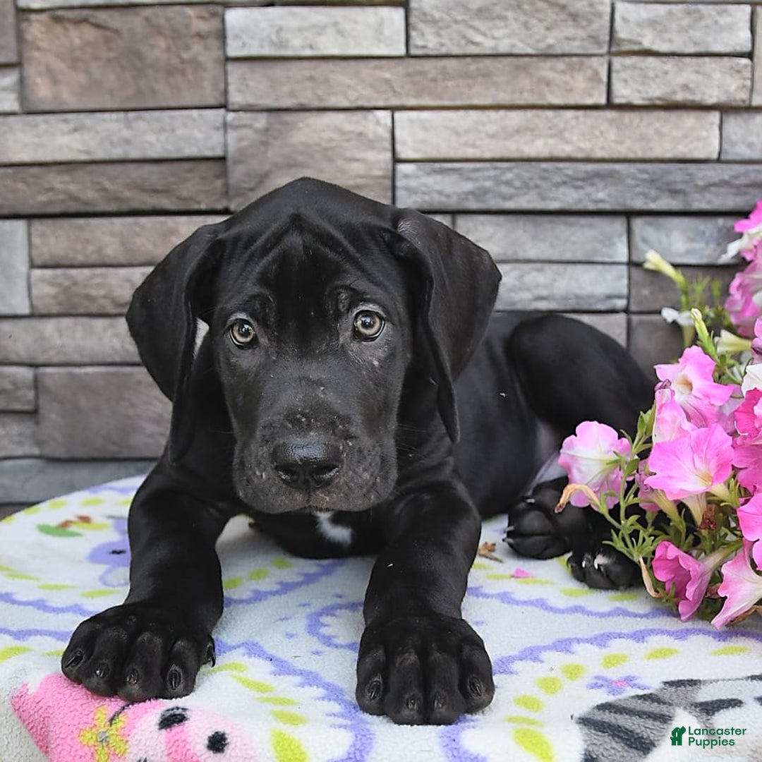 Great Dane dogs for sale: Midnight - Image 9