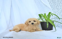 Mini Goldendoodle dogs for sale: Kinley - Image 5
