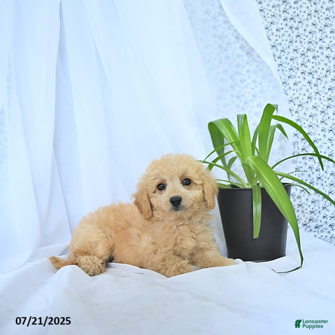 Mini Goldendoodle dogs for sale: Kinley - Image 5