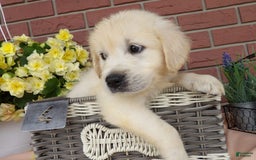 Golden Retriever dogs for sale: Sally - Image 3