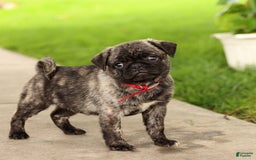Pug dogs for sale: Freckles - Image 2
