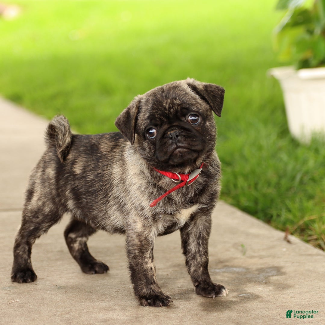 Pug dogs for sale: Freckles - Image 2