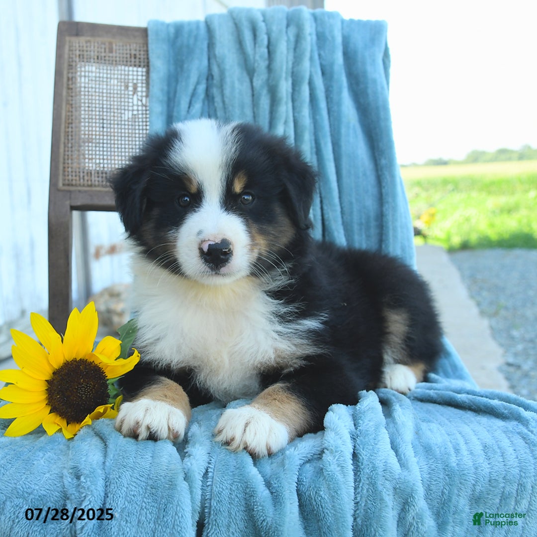 Australian Shepherd dogs for sale: Australian Shepherd 9 puppies - Image 20