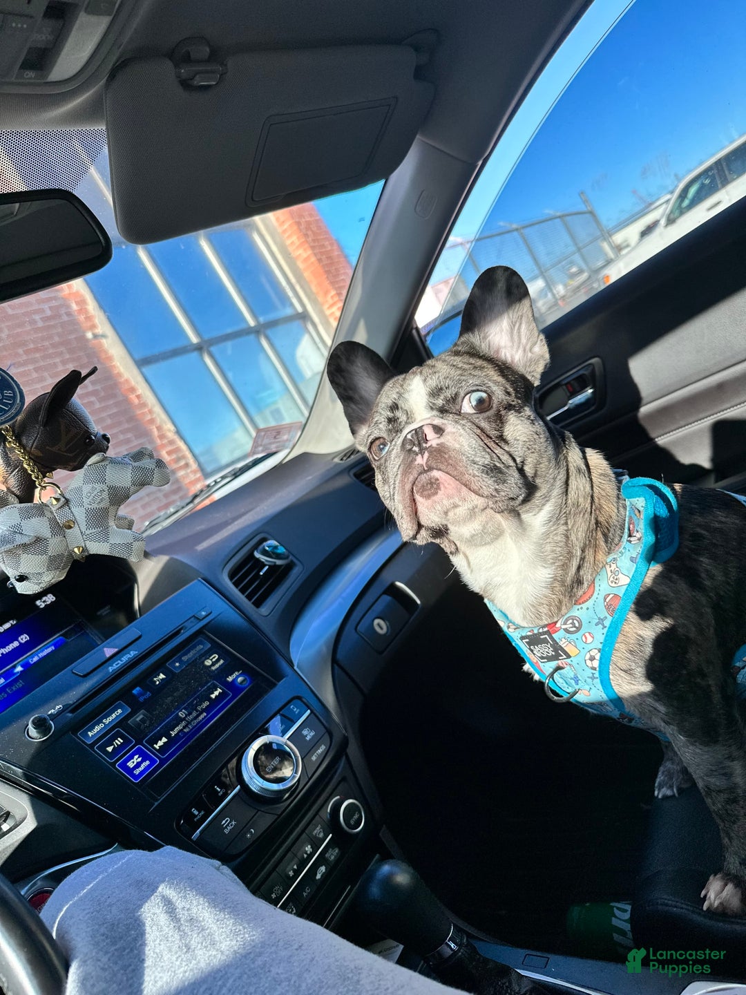 French Bulldog dogs for sale: Opie - Image 3