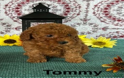 Toy Poodle dogs for sale: Tommy - Image 3