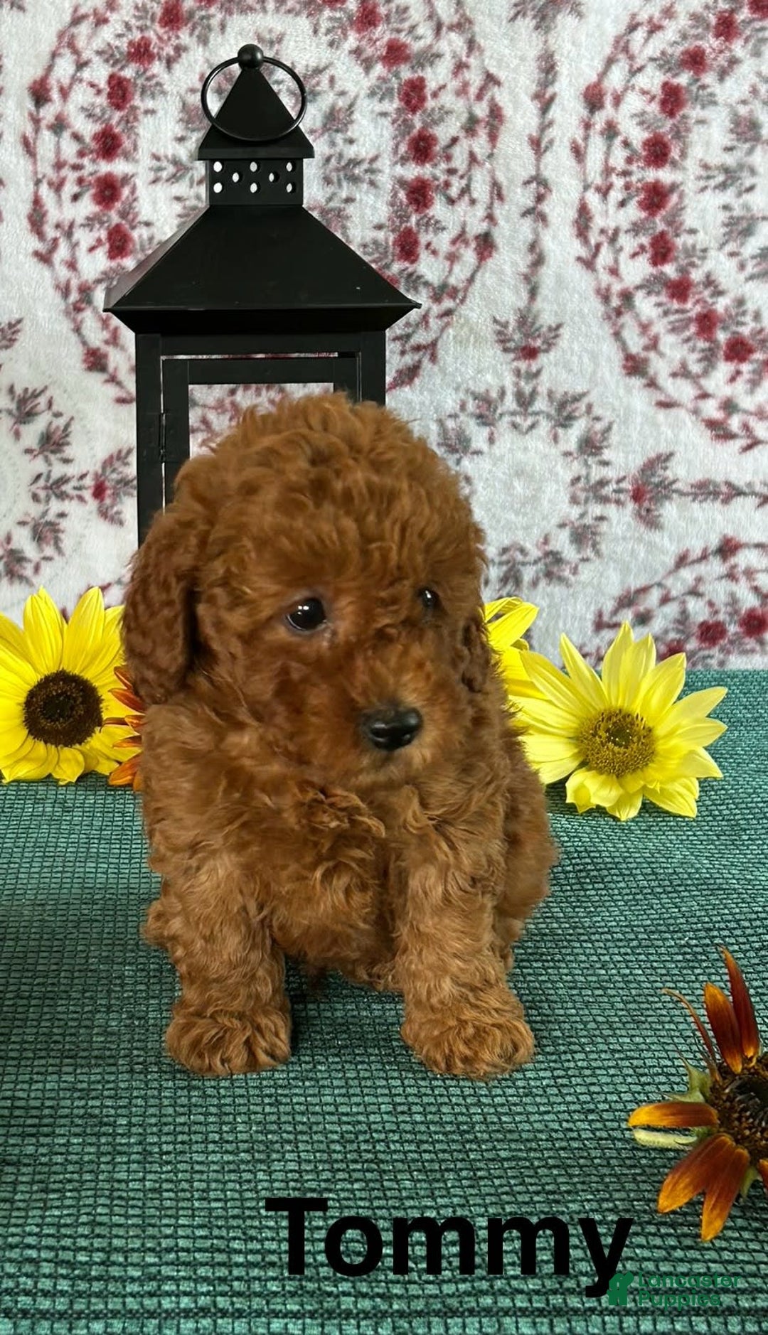 Toy Poodle dogs for sale: Tommy - Image 3