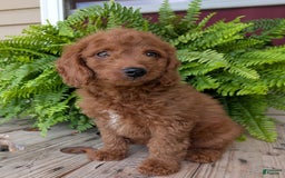 Mini Goldendoodle dogs for sale: Mini -coner - Image 15