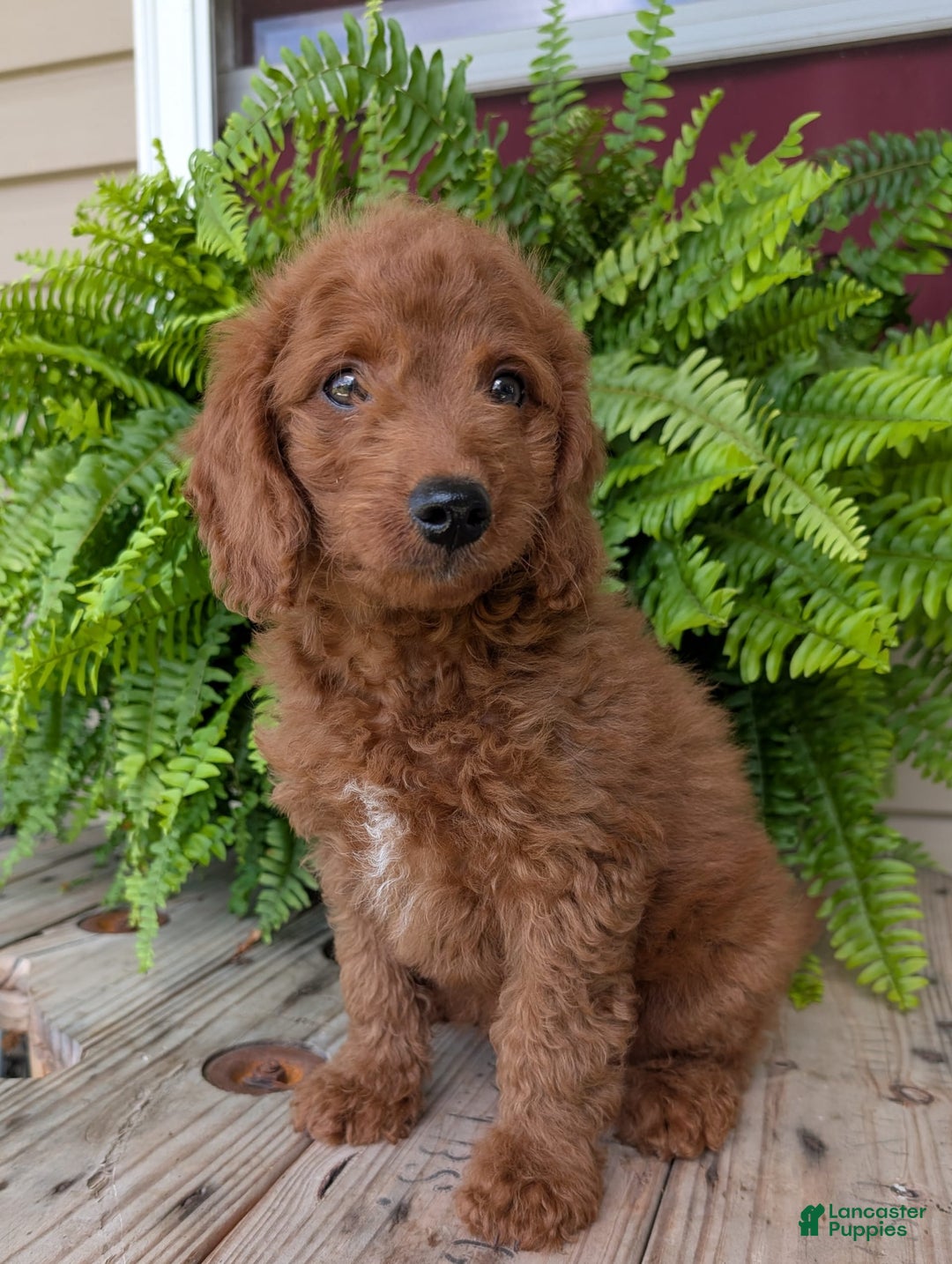 Mini Goldendoodle dogs for sale: Mini -coner - Image 15