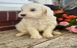 Mini Bernedoodle dogs for sale: Star - Image 17