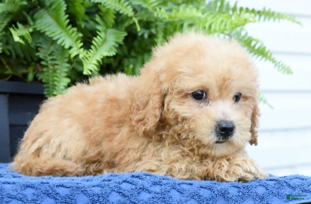 Bichpoo dogs for sale: Denver - Image 3
