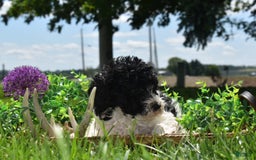 Toy Poodle dogs for sale: Ethan - Image 9
