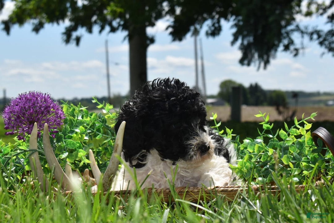 Toy Poodle dogs for sale: Ethan - Image 9