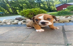 English Bulldog dogs for sale: Dale - Image 4